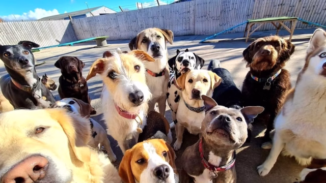 PetWise Wirral - Dog Daycare